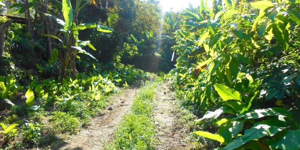 Propriedade Sampaio Correa (4)