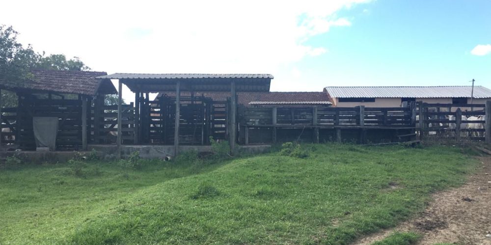 Gado fazenda