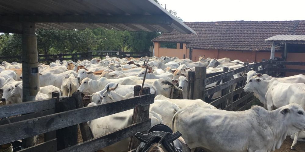 Gado fazenda