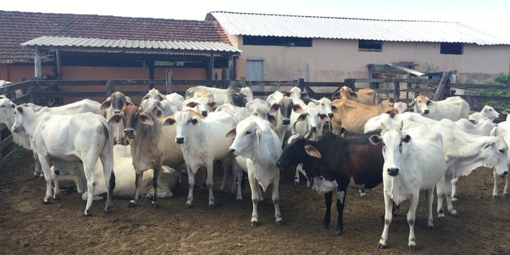 Gado fazenda
