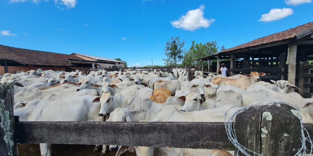 Gado fazenda